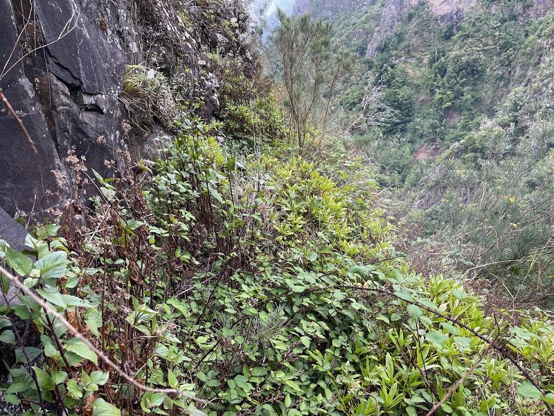 Levadinha Joao de Deus — As far as the 4th tunnel — photo 3