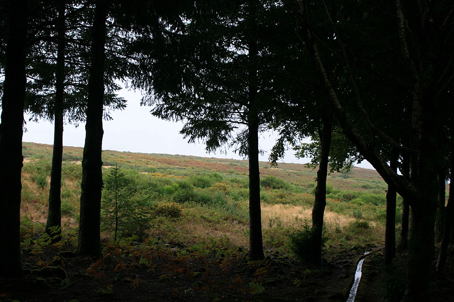 Levadinha da Serra — Na zona do Pico Ruivo do Paul — foto 4