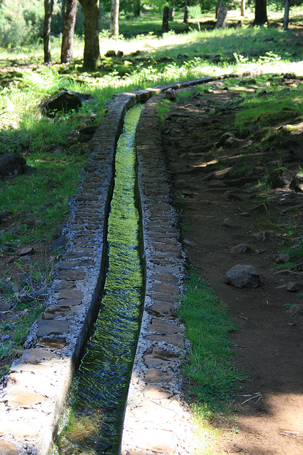 Levadinha da Serra — Na zona do Pico Ruivo do Paul — foto 6