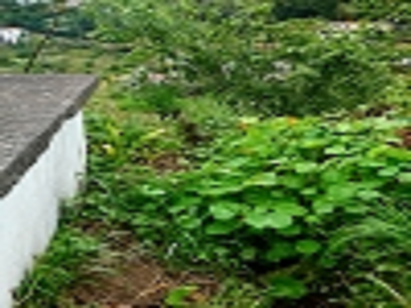 Moinho do Rochão — foto 3